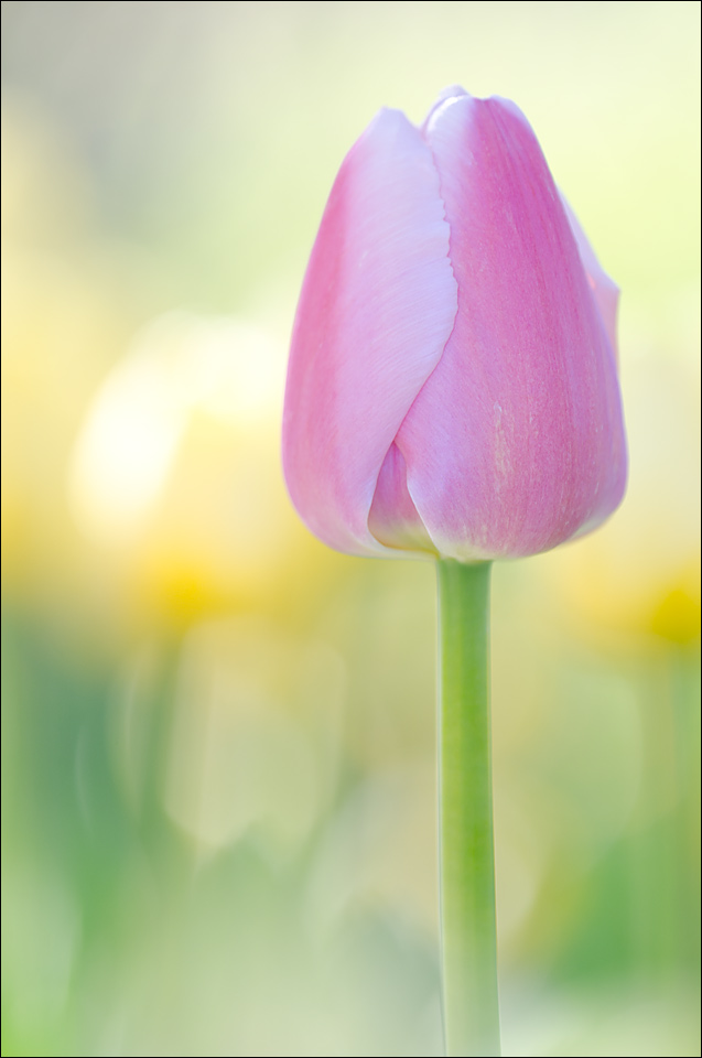 Tulips 10 (REAL Final)