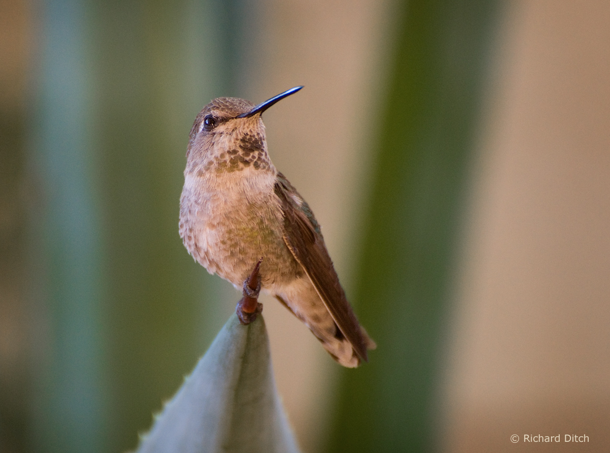 Costa's Hummingbird