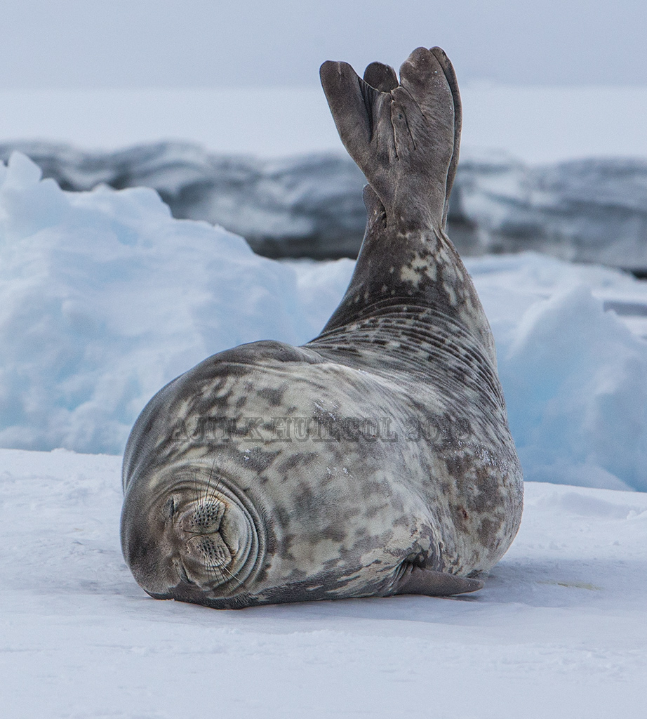 Weddell seal