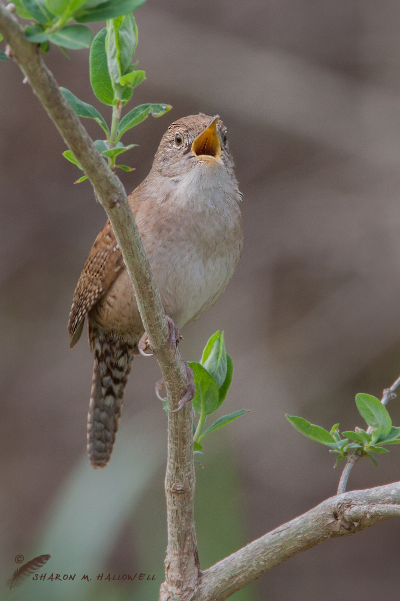 Wren