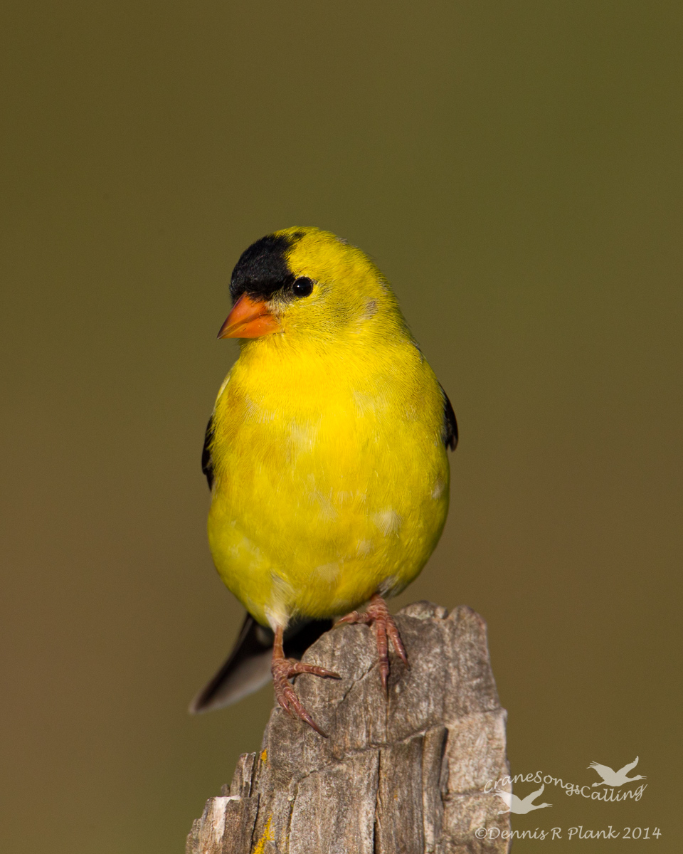 American Goldfinch