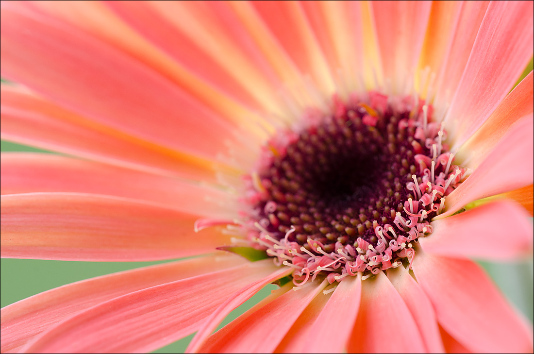 Gerbera 1