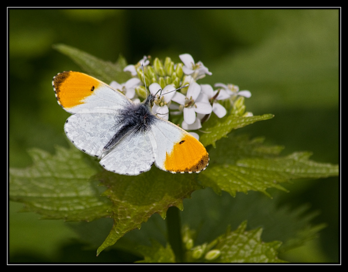 Orange Tip