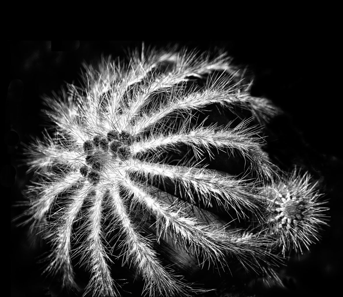 Spines