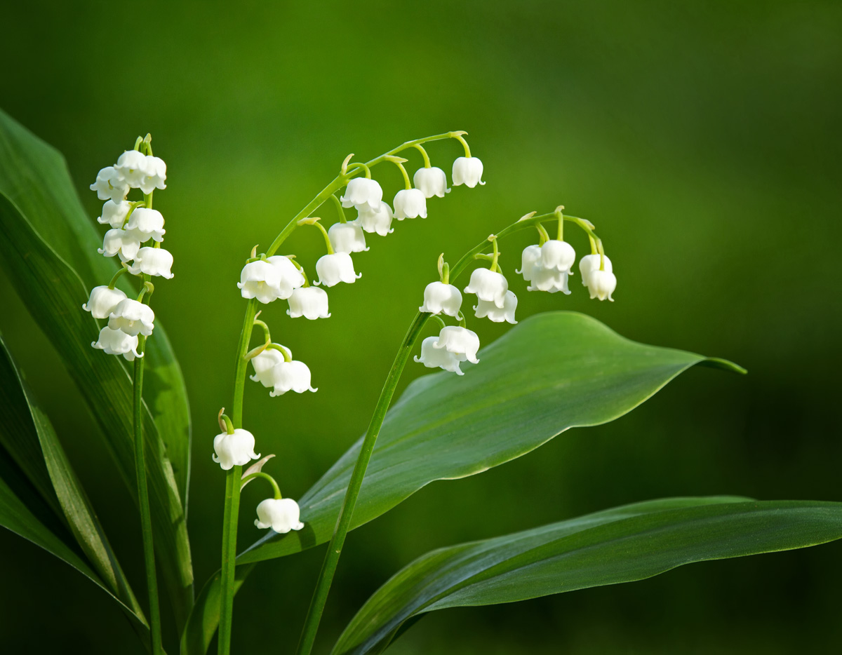 Lily of the Valley