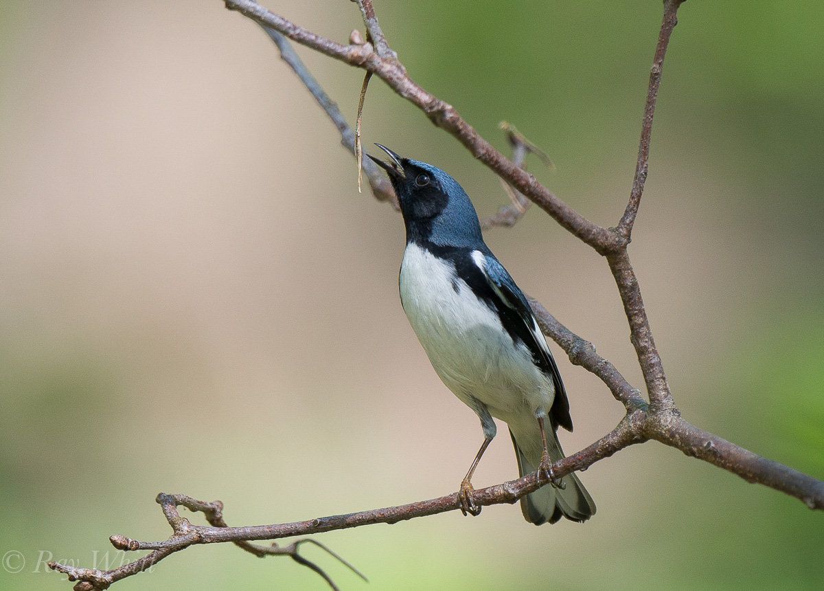 Black-throated Blue