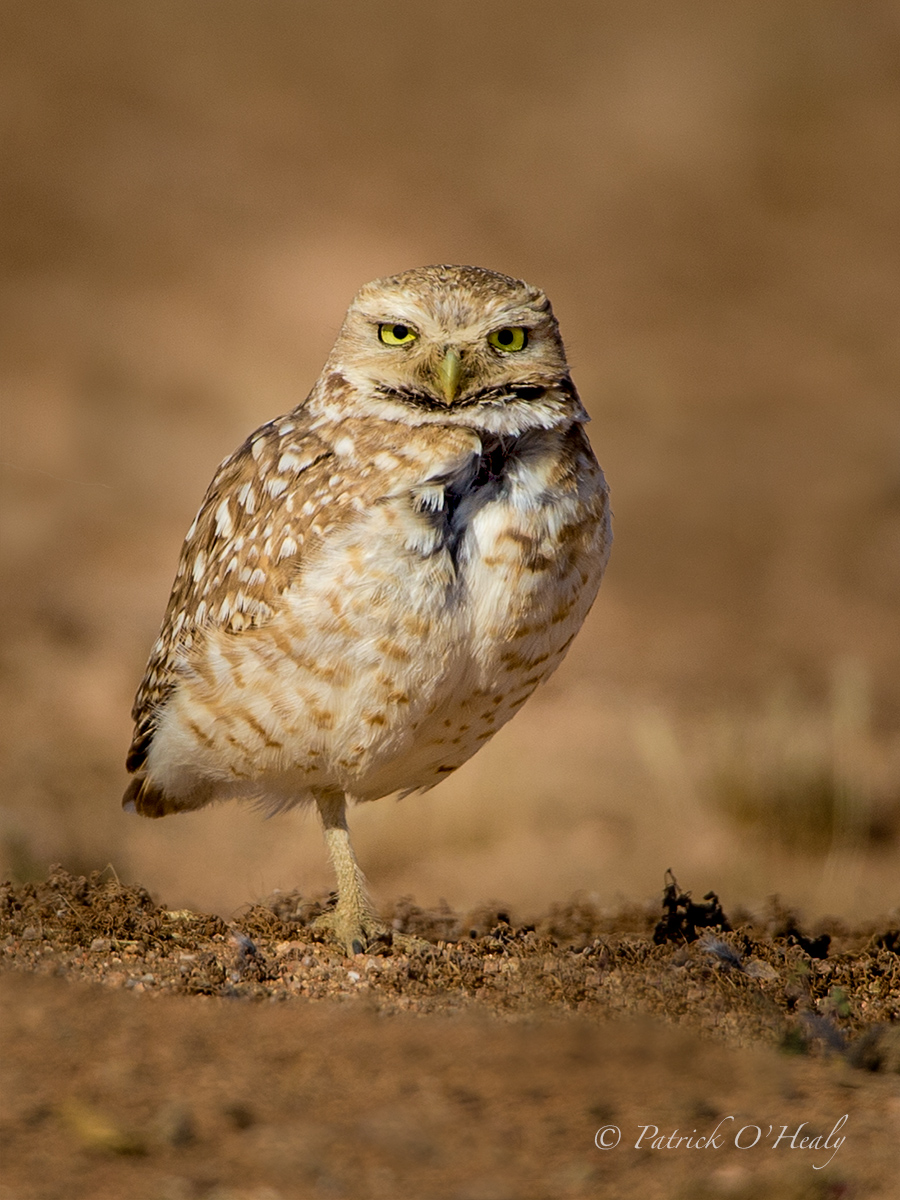 Burrowing Owl