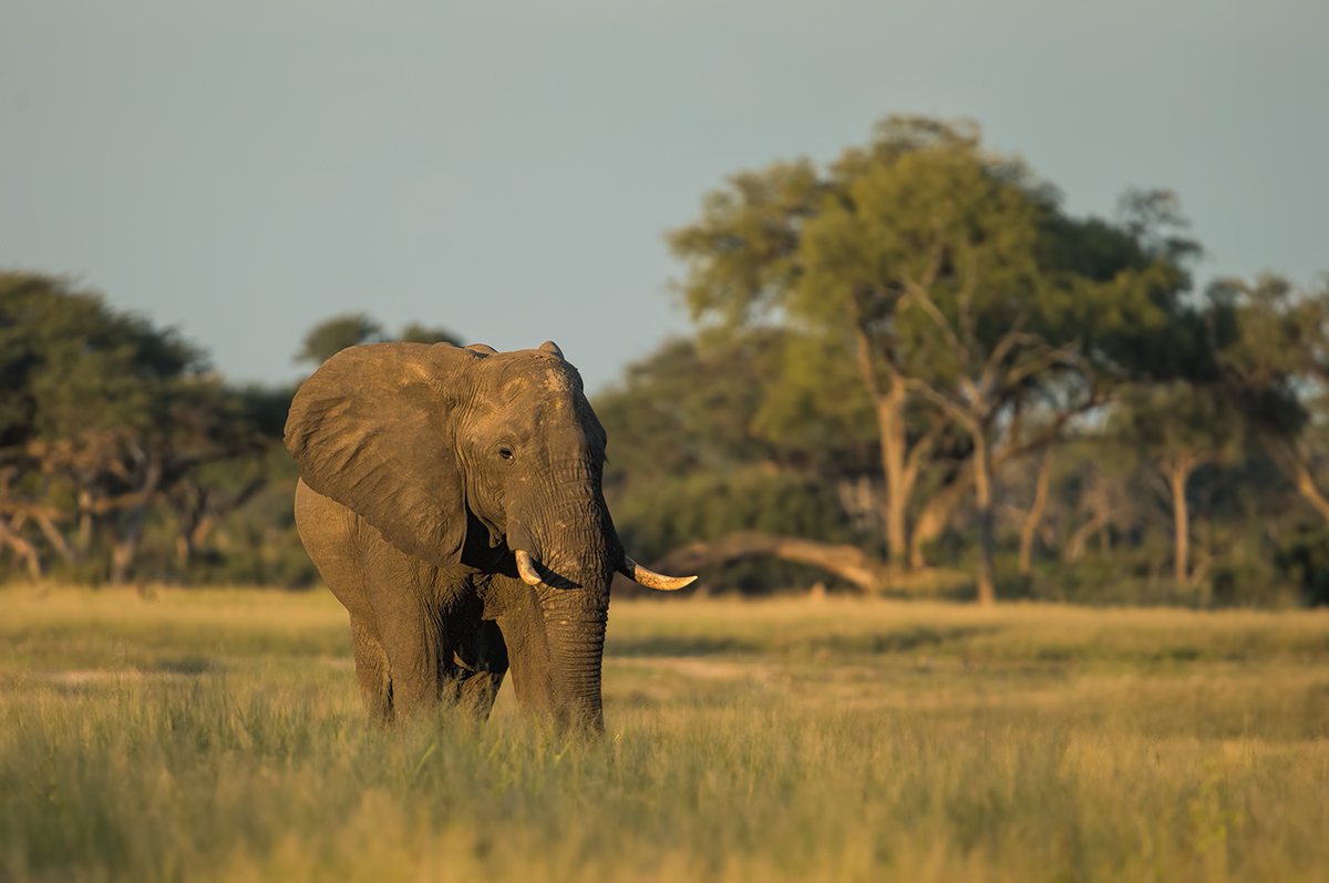 Hwange