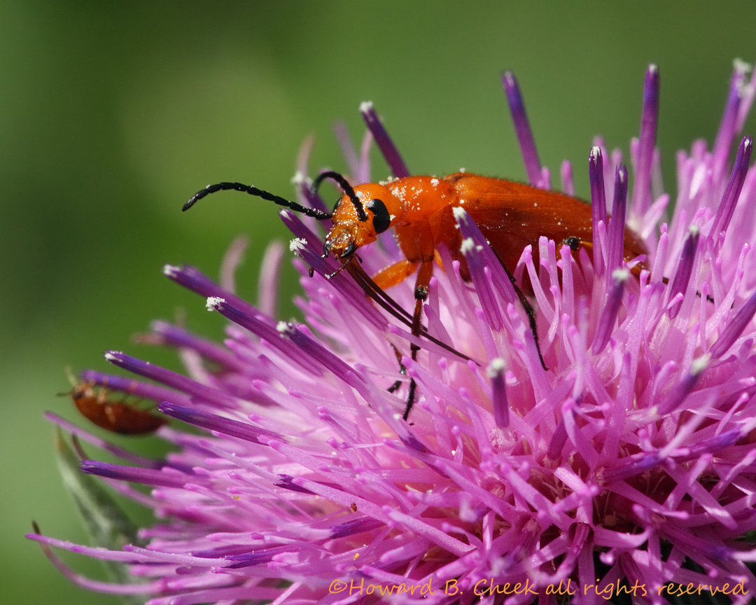 Emerging Spring Beetles