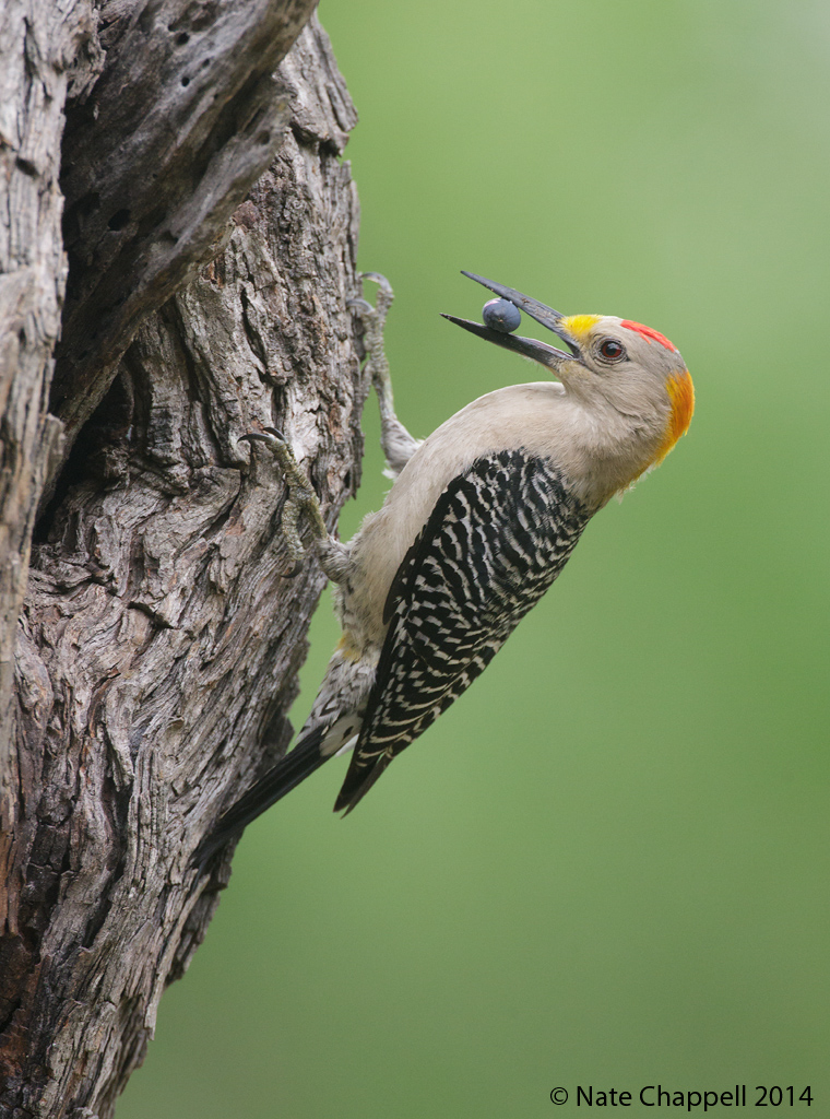 Golden-frontedWoodpecker