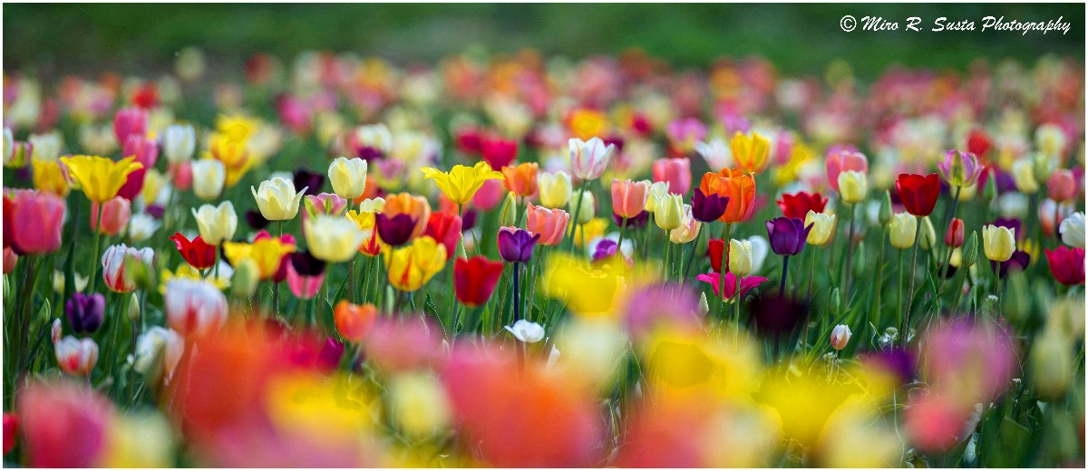 Spring Tulips
