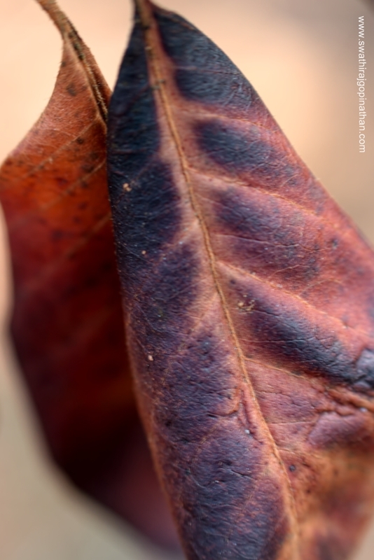 Dry and the Burnt