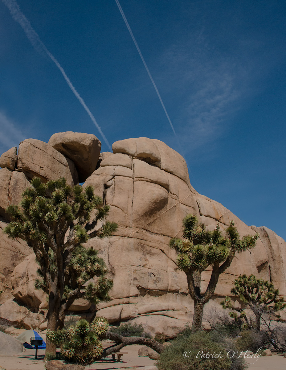 Joshua Tree Wilderness