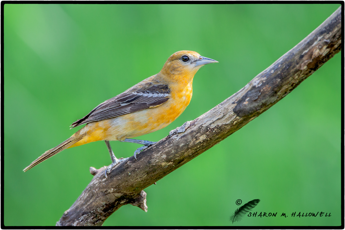 Baltimore Oriole
