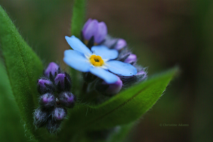 Forget Me Not