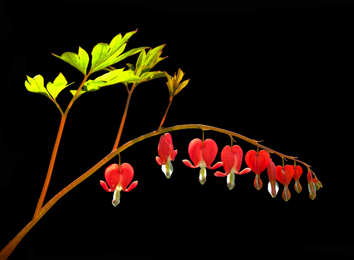 Bleeding Hearts aglow