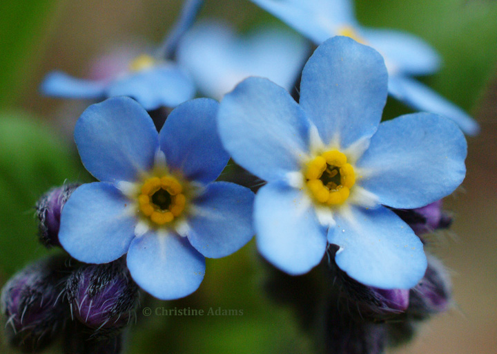 Forget Me Nots