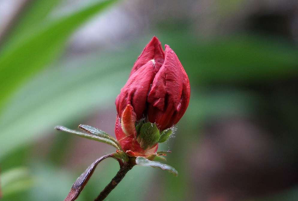 Azalia Bud WC 634