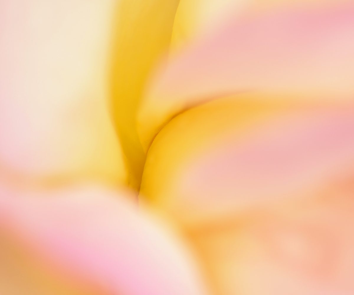 Pink  And  yellow nudes