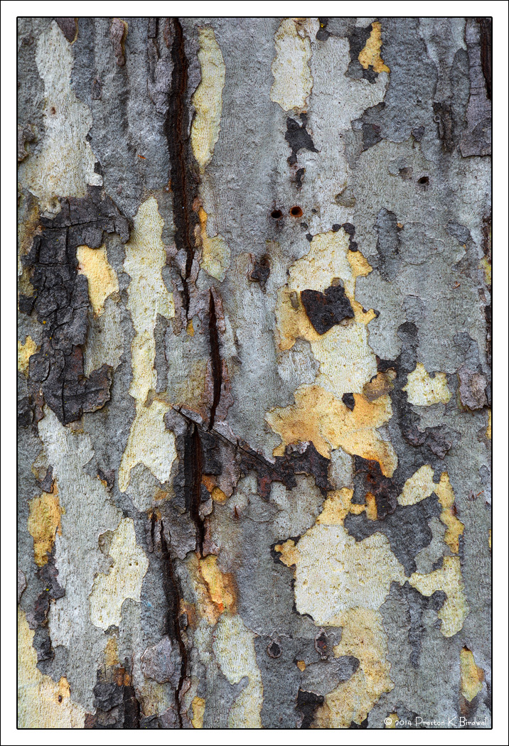 Sycamore Detail