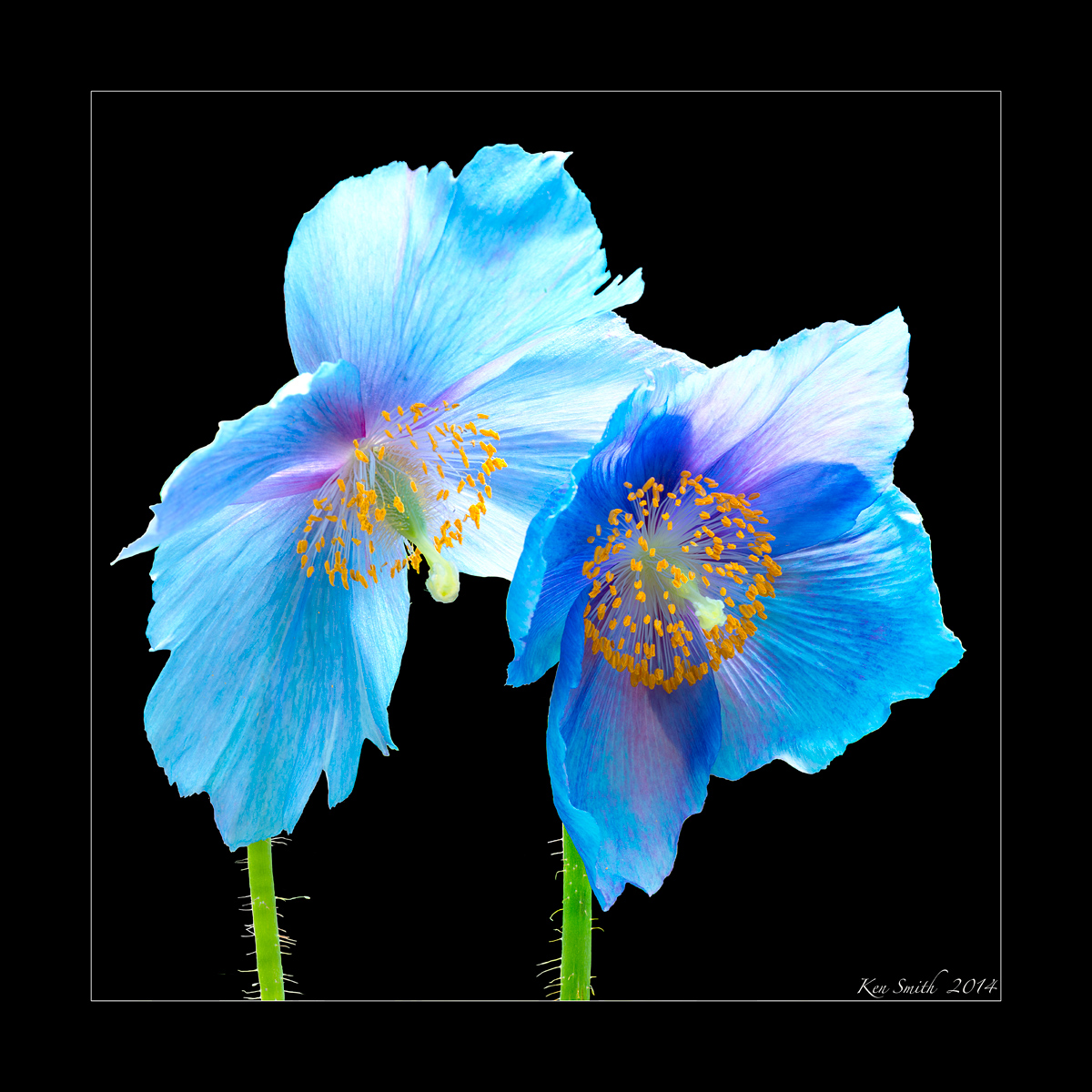 Blue Poppy 2
