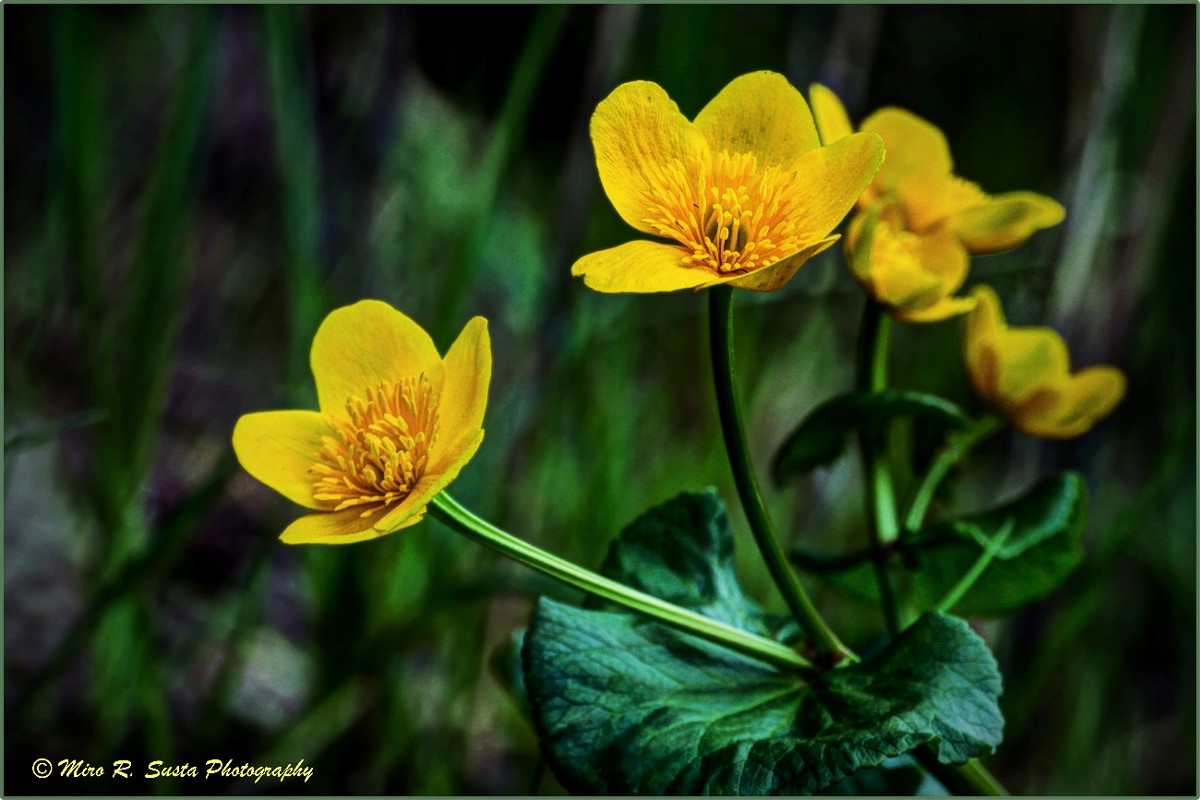 Black Forest Buttercup