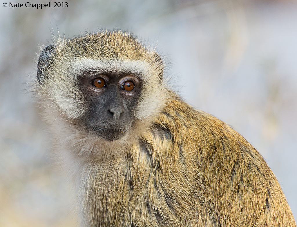 Vervet Monkey