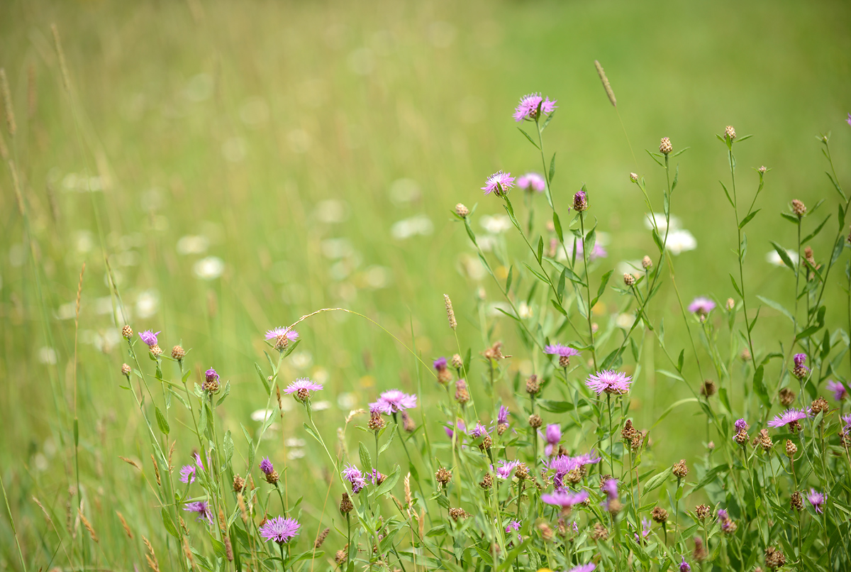 meadows  of wild monards