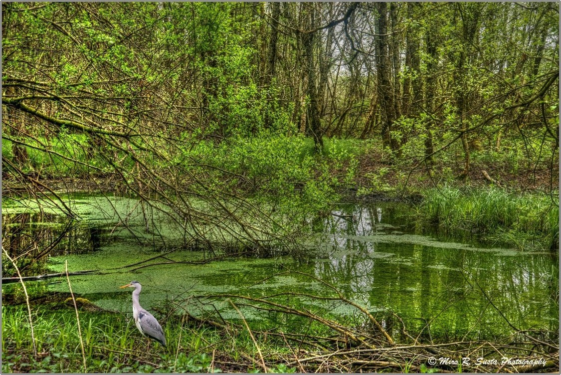 Heron and Biotop
