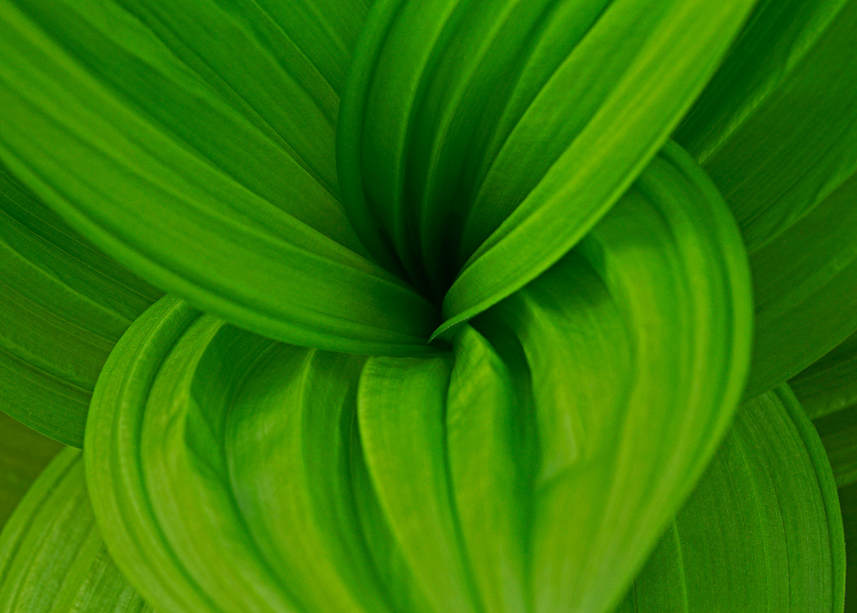 Veratrum  series #3