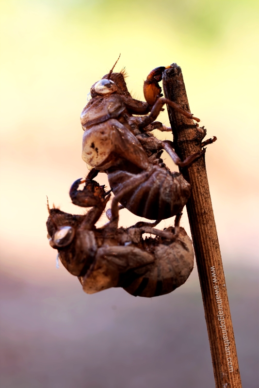 Mating of Cicada Shells