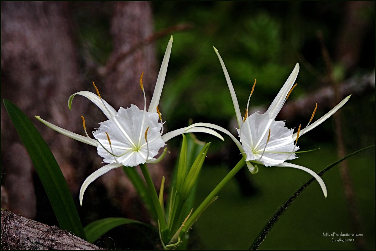 Spider Lily