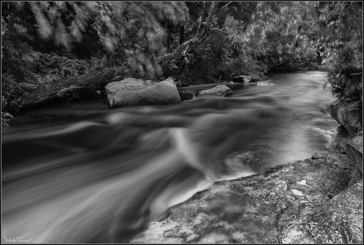 Turtle Creek Roars