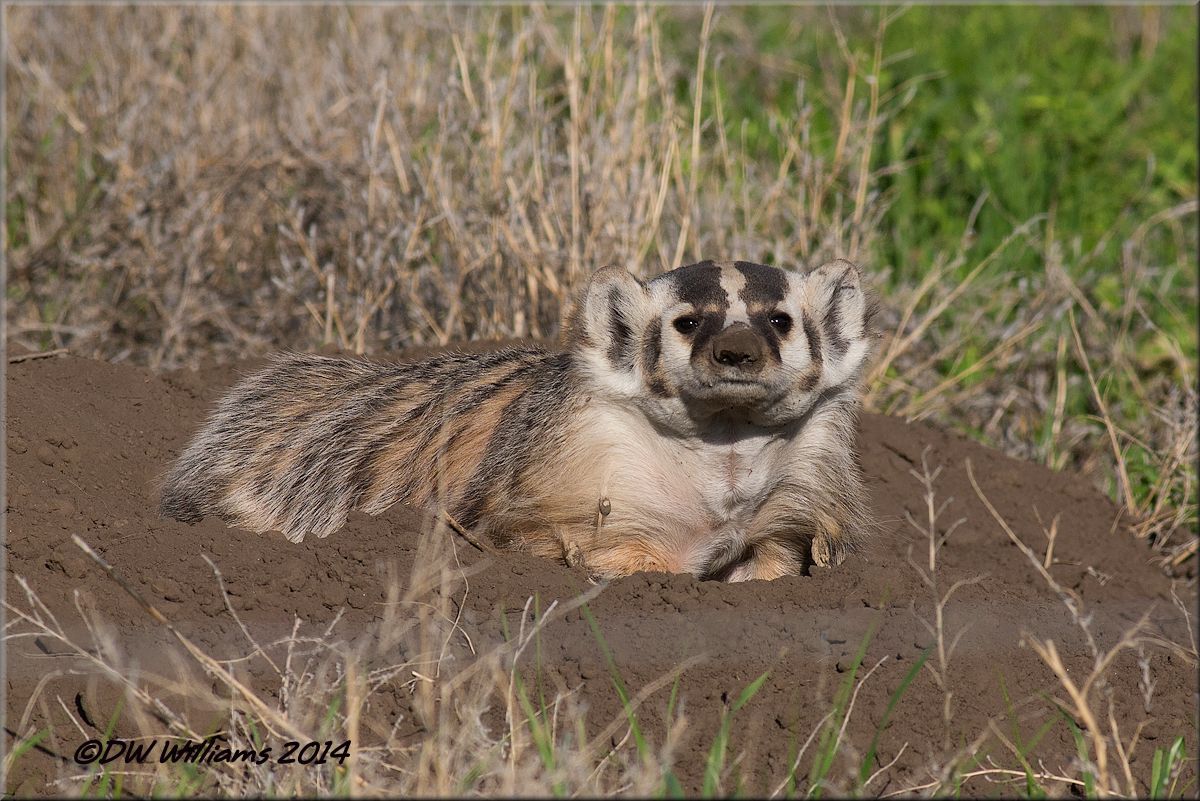 Badger