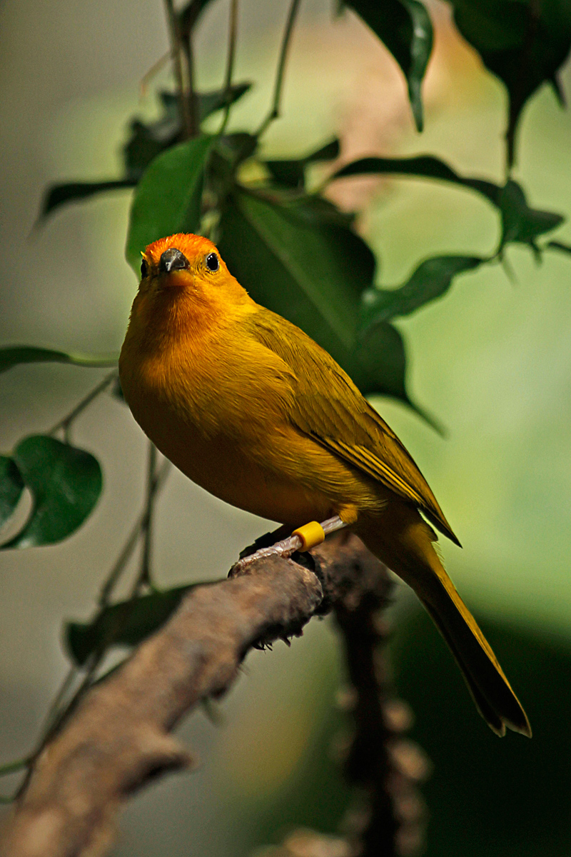 Saffron finch