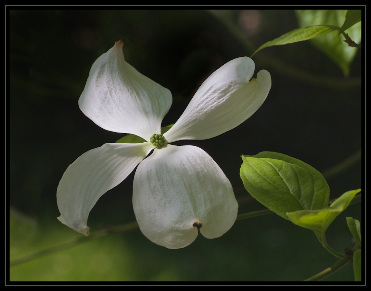 Chinese Dogwood