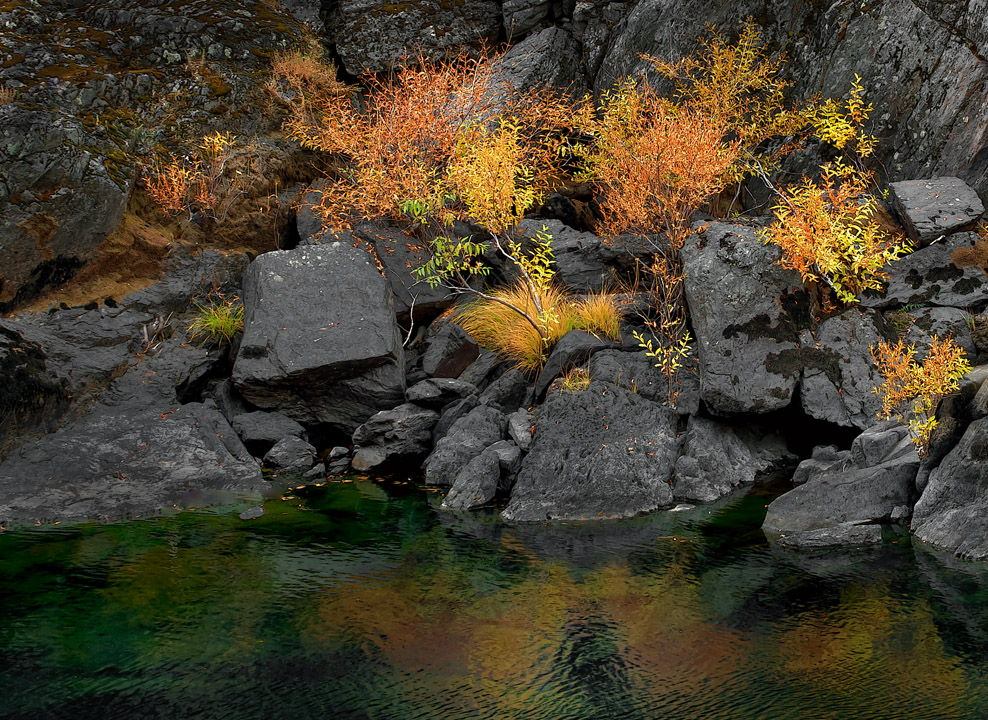 Autumn Willows