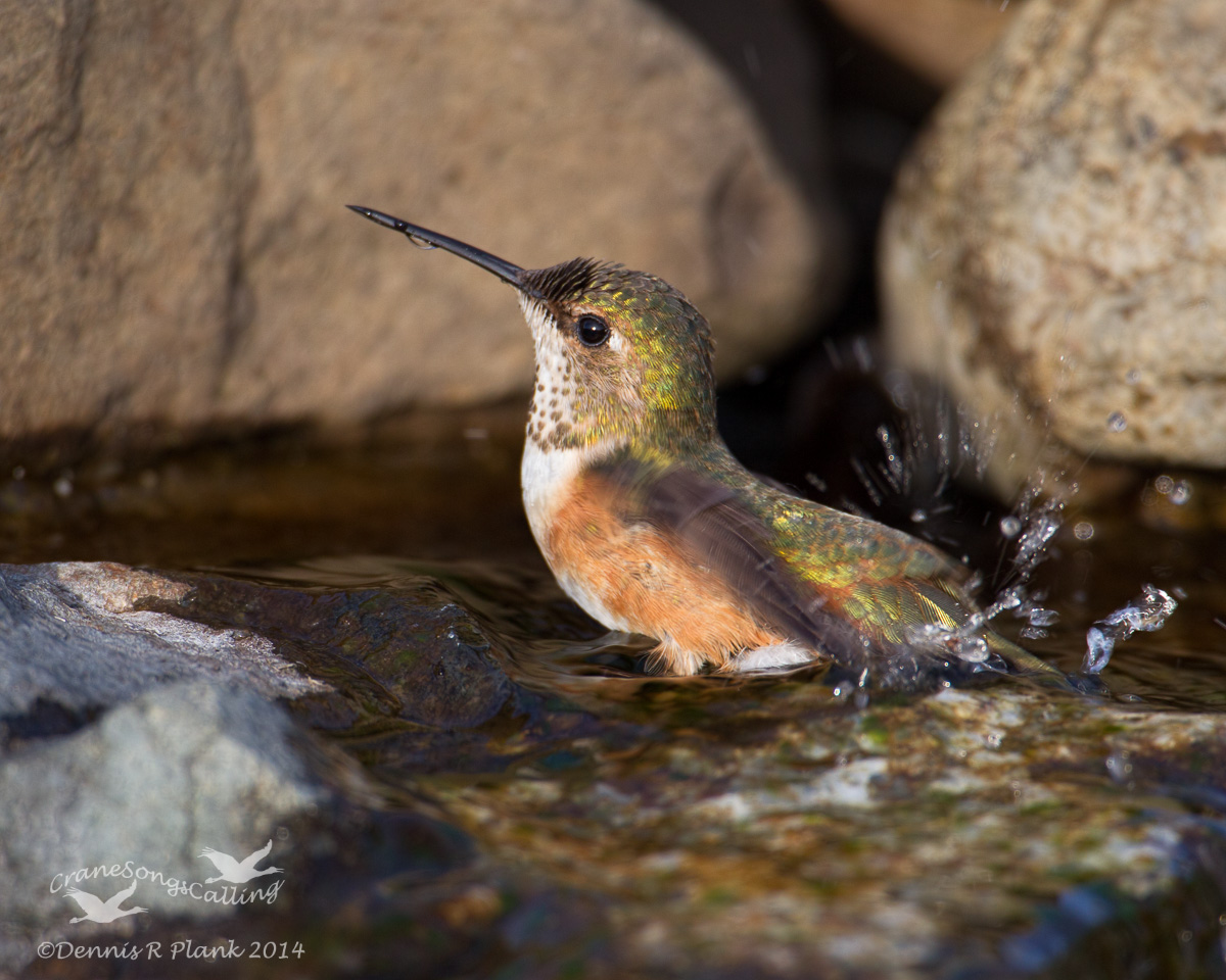 Bathing Beauty