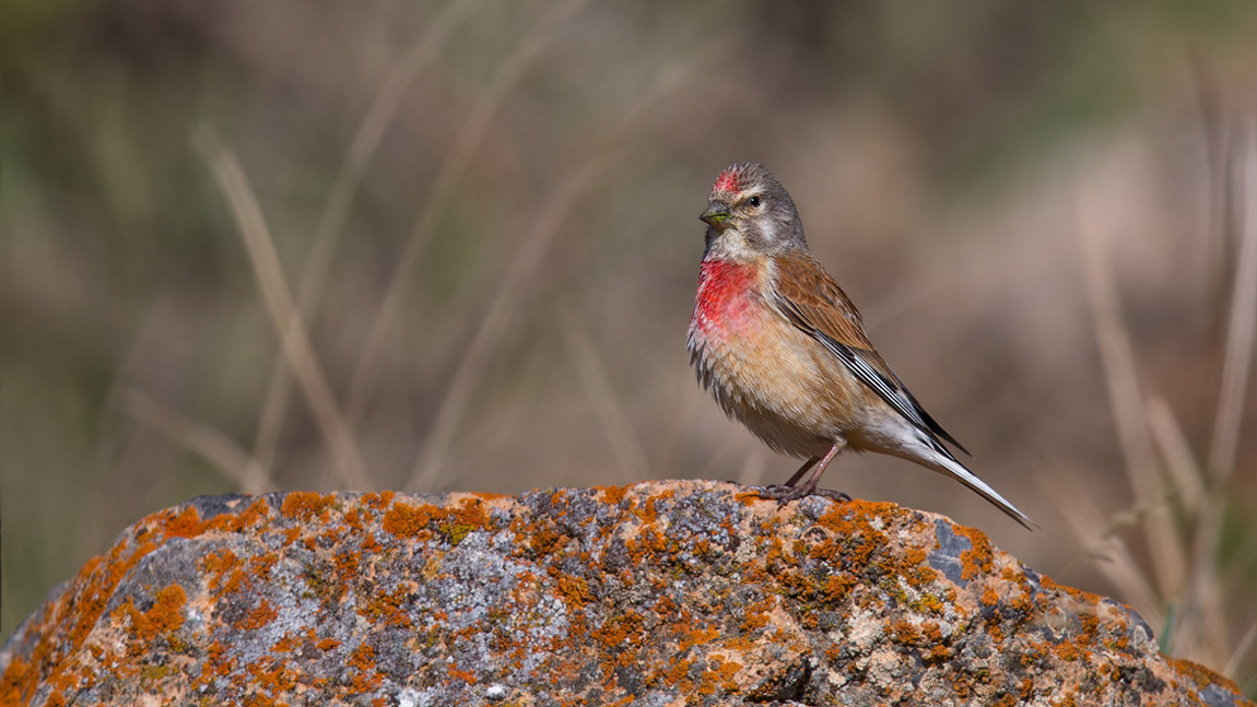 Linnet