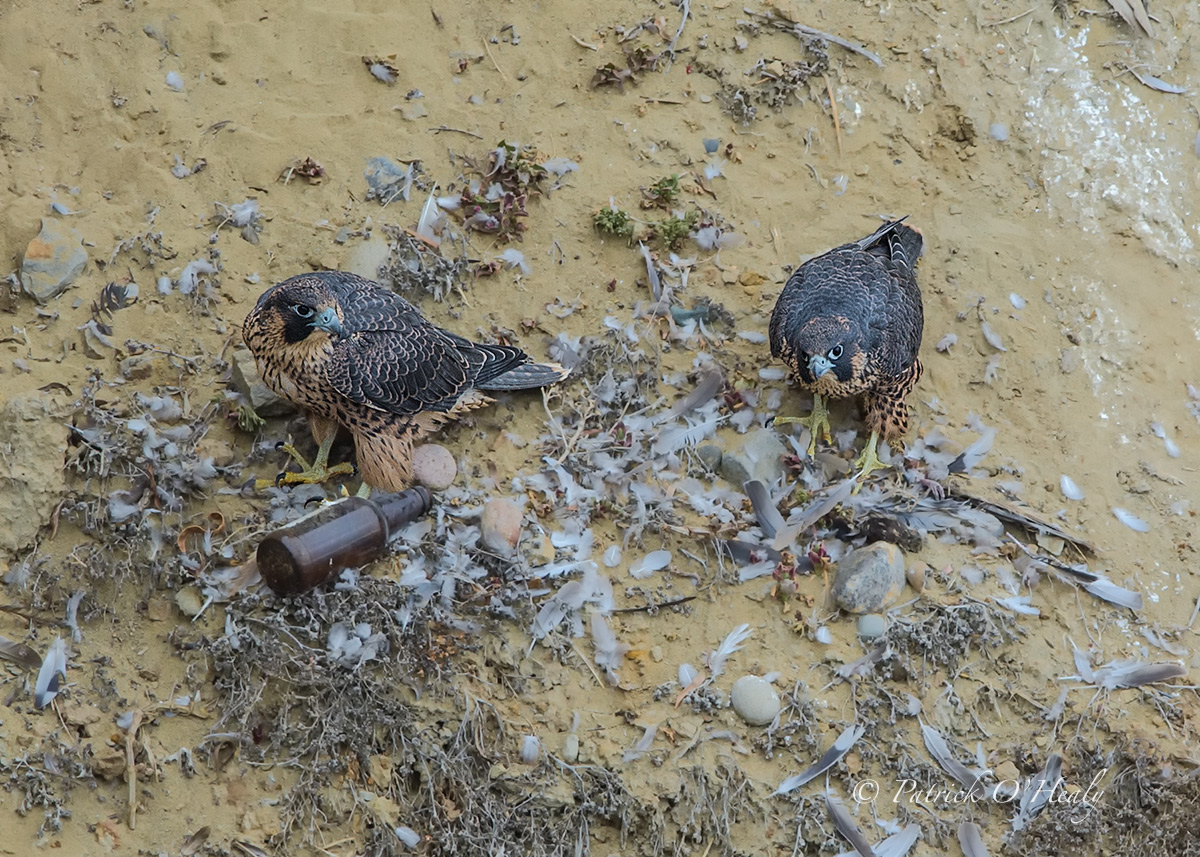 Peregrines & Beer