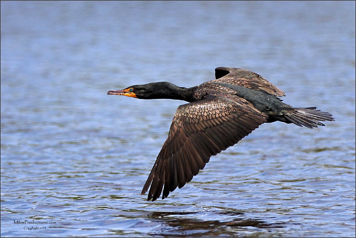 Another Cormorant