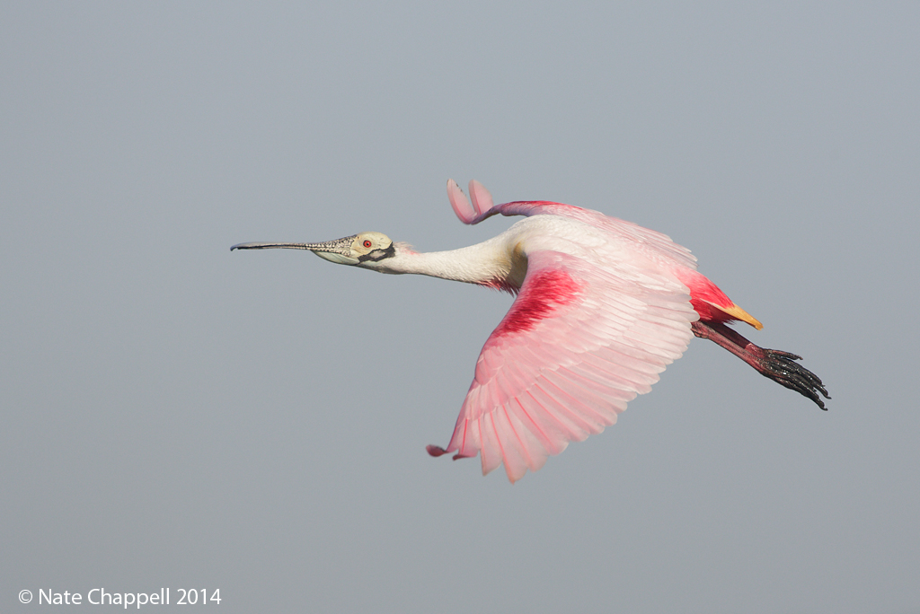 Roseate Spoonbill