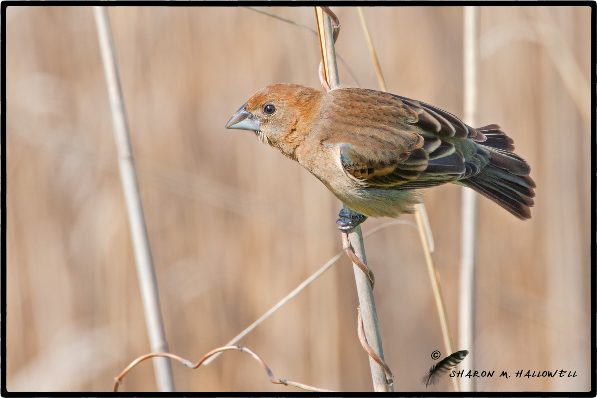 Blue Grosbeak Female