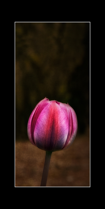 Tulip