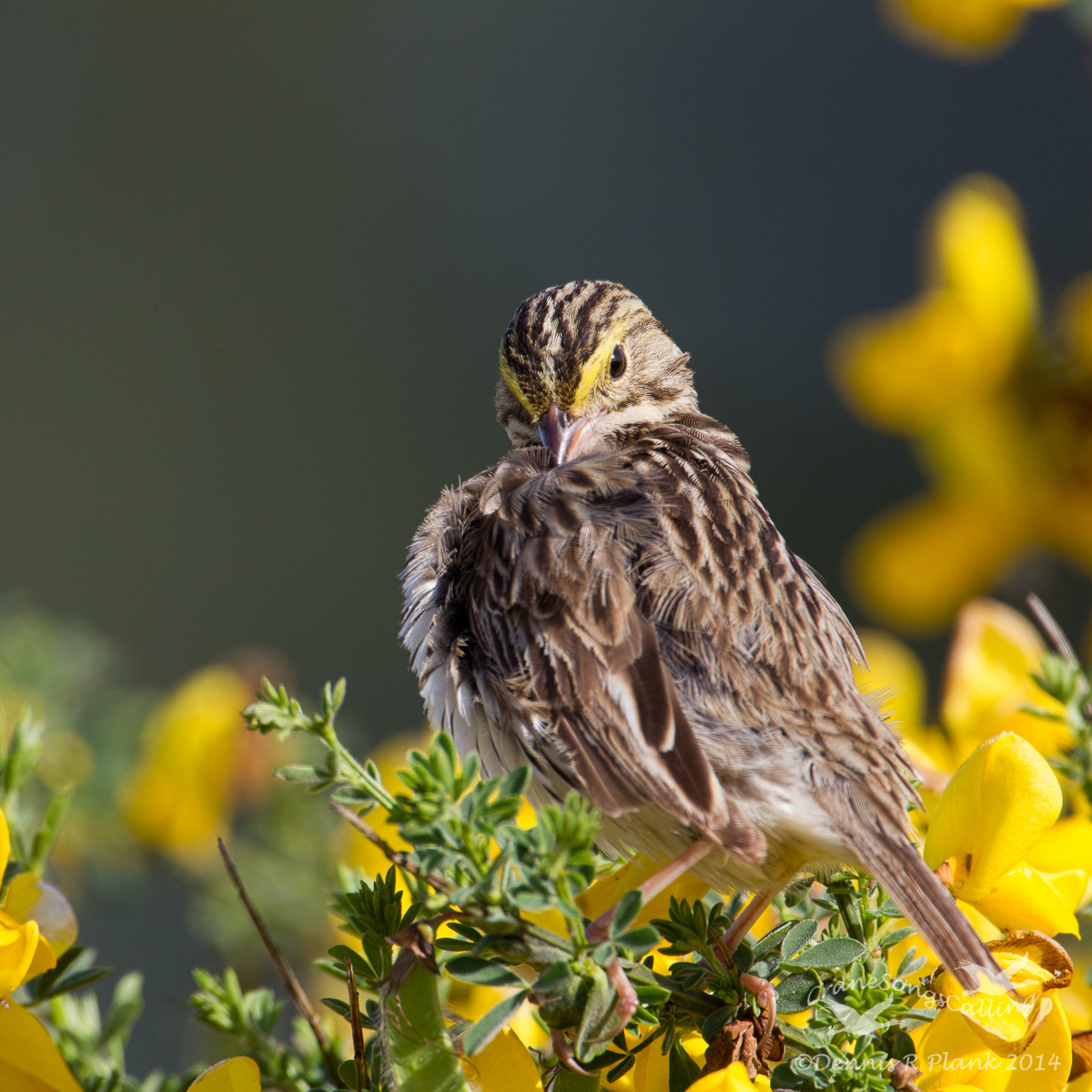 Savannah Sparrow