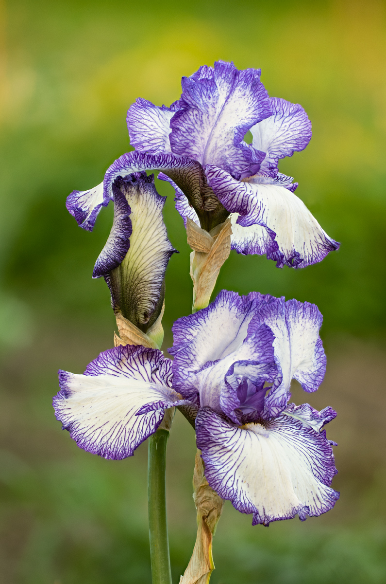 Iris Autumn Circus