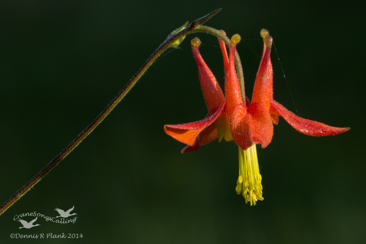 Columbine