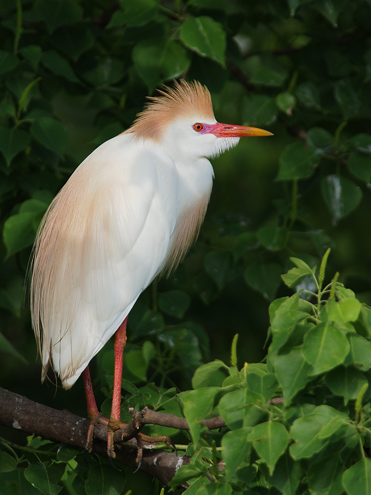 Cattle Egret