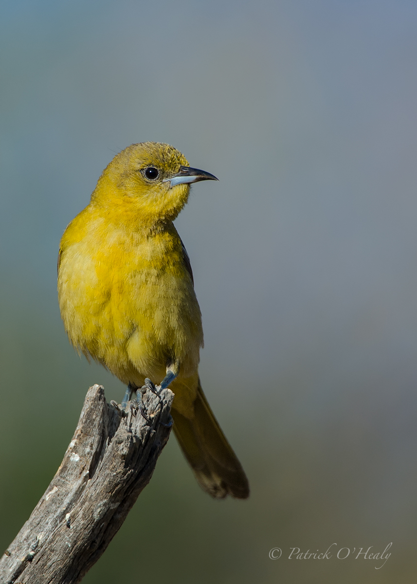 Female hooded Oriole