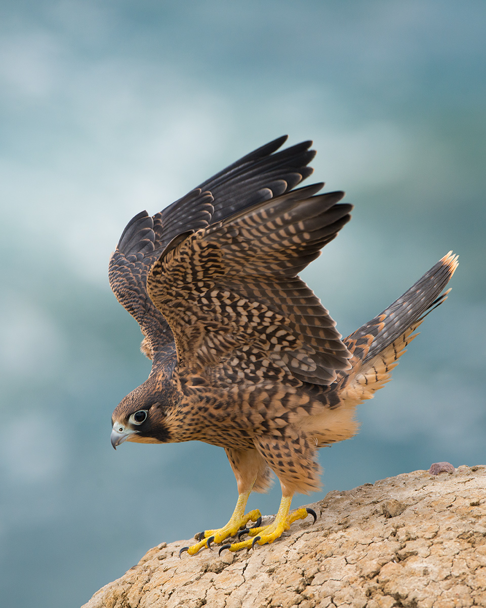 Peregrine